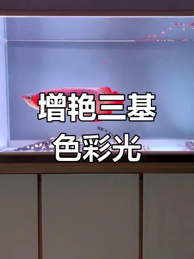 馬印神燈紅龍?jiān)銎G三基色管