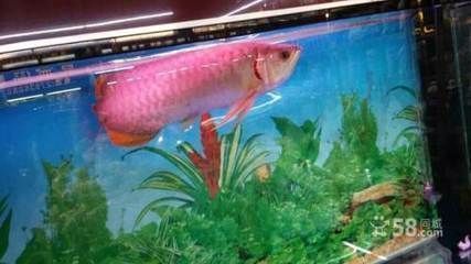 龍魚好賣嗎：電子龍魚與互動(dòng)龍魚區(qū)別龍魚養(yǎng)殖技術(shù)入門指南