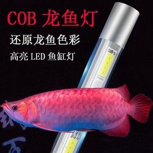 龍魚用led能發色嗎（龍魚使用led燈發色可行嗎）
