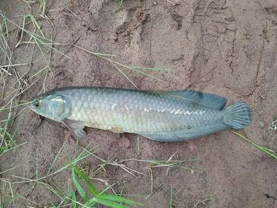 龍魚(yú)翹嘴怎么辦才能釣:翹嘴魚(yú)路亞釣法實(shí)戰(zhàn)經(jīng)驗(yàn),翹嘴魚(yú)夜釣策略解析 龍魚(yú)百科 第3張 龍魚(yú)翹嘴怎么辦才能釣:翹嘴魚(yú)路亞釣法實(shí)戰(zhàn)經(jīng)驗(yàn),翹嘴魚(yú)夜釣策略解析 龍魚(yú)翹嘴怎么辦才能釣:翹嘴魚(yú)路亞釣法實(shí)戰(zhàn)經(jīng)驗(yàn),翹嘴魚(yú)夜釣策略解析 龍魚(yú)百科 第3張