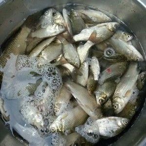 龍魚(yú)翹嘴怎么辦才能釣:翹嘴魚(yú)路亞釣法實(shí)戰(zhàn)經(jīng)驗(yàn),翹嘴魚(yú)夜釣策略解析 龍魚(yú)百科 第4張 龍魚(yú)翹嘴怎么辦才能釣:翹嘴魚(yú)路亞釣法實(shí)戰(zhàn)經(jīng)驗(yàn),翹嘴魚(yú)夜釣策略解析 龍魚(yú)翹嘴怎么辦才能釣:翹嘴魚(yú)路亞釣法實(shí)戰(zhàn)經(jīng)驗(yàn),翹嘴魚(yú)夜釣策略解析 龍魚(yú)百科 第4張