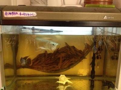 龍魚(yú)打包運(yùn)輸3天需要注意什么？：關(guān)于龍魚(yú)打包運(yùn)輸3天的一些關(guān)鍵信息和注意事項(xiàng)