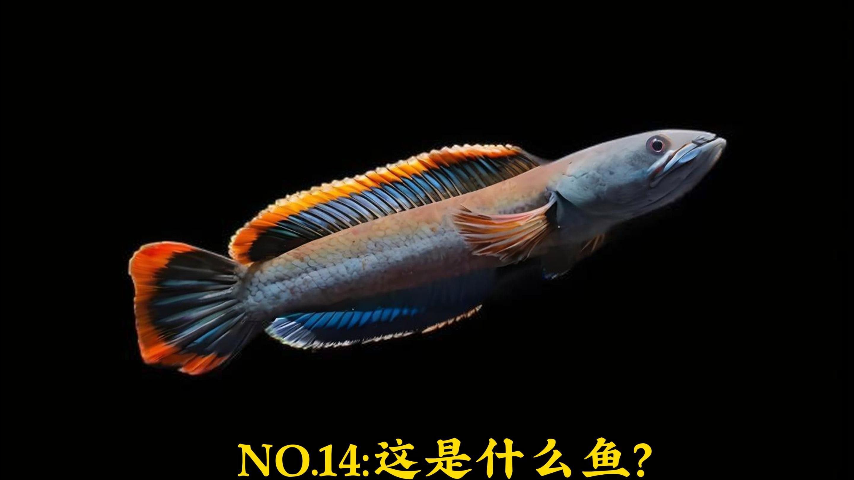 彩虹雷龍魚(yú)的價(jià)格走勢(shì)如何？