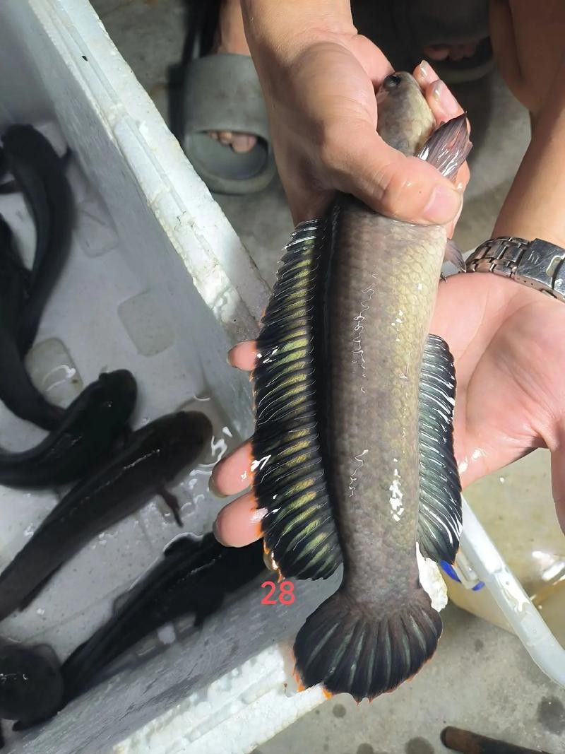 彩虹雷龍魚(yú)的價(jià)格走勢(shì)如何？