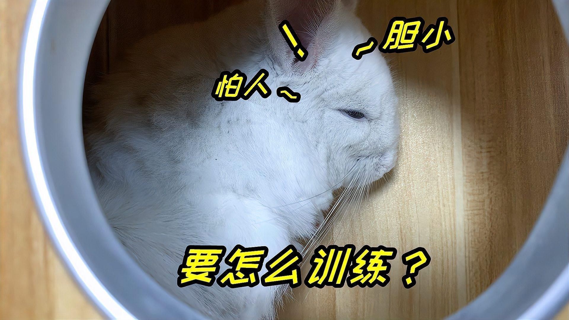 龍貓放風(fēng)后應(yīng)該如何處理？