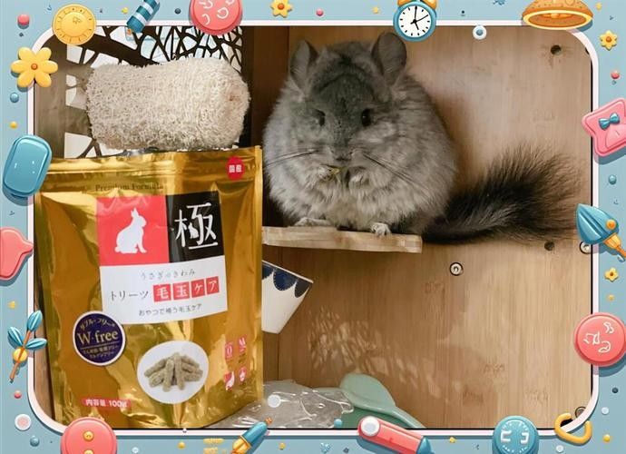 龍貓放風(fēng)后應(yīng)該如何處理？