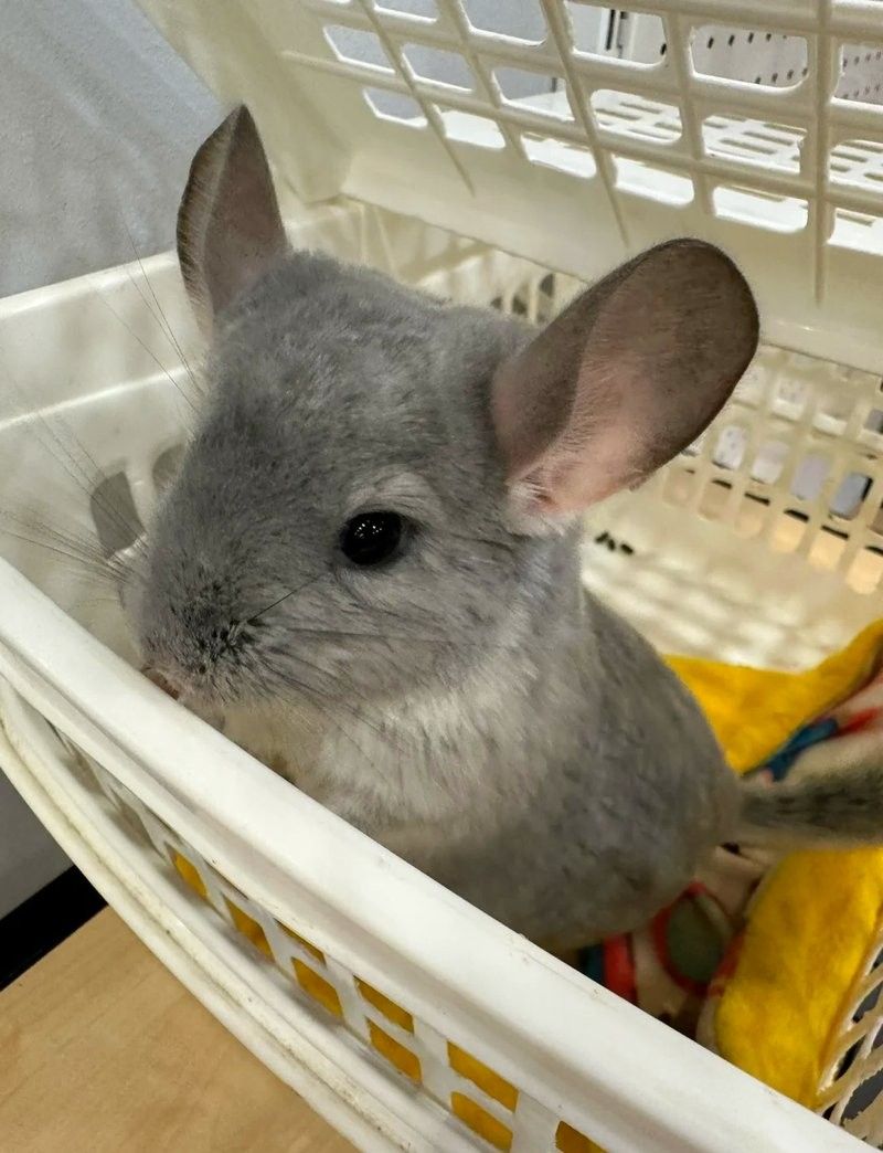 龍貓放風(fēng)后應(yīng)該如何處理？