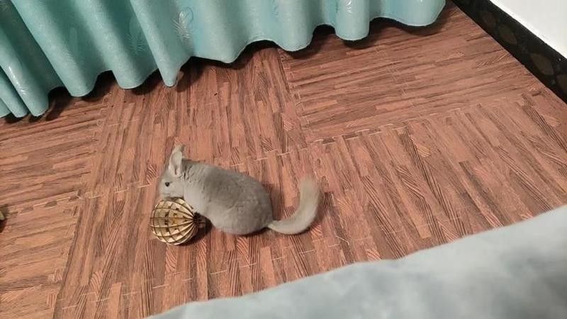 龍貓放風(fēng)后應(yīng)該如何處理？