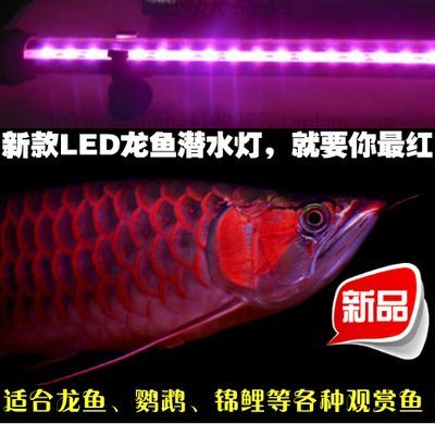龍魚led燈（如何挑選高品質的龍魚led燈）