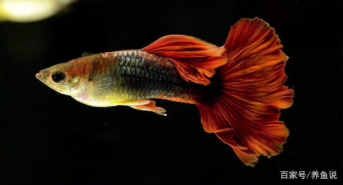 紅龍魚認主后能分辨主人嗎？