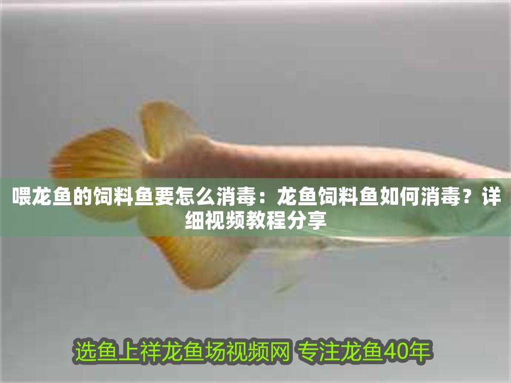喂龍魚的飼料魚要怎么消毒：龍魚飼料魚如何消毒？詳細(xì)視頻教程分享