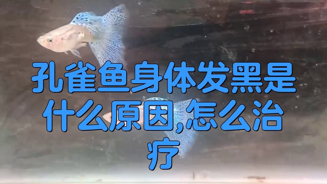 孔雀魚發黑怎么回事