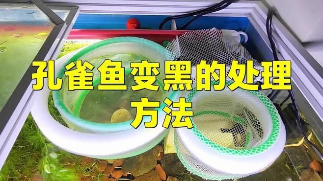 孔雀魚發黑怎么回事