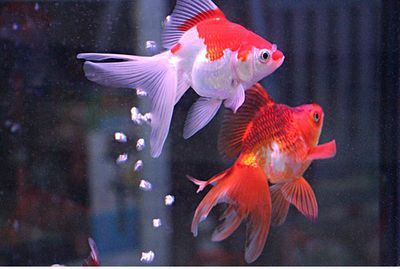 養(yǎng)龍魚(yú)講究什么風(fēng)水好：養(yǎng)龍魚(yú)的一些風(fēng)水講究