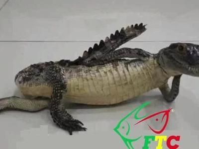 如何預防龍魚再次感染外寄？