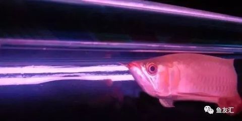 龍魚幾點到幾點開燈：龍魚光照過長的影響