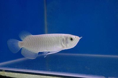 國內龍魚經銷商排行榜第一名有哪些，2018國內龍魚經銷商排行榜