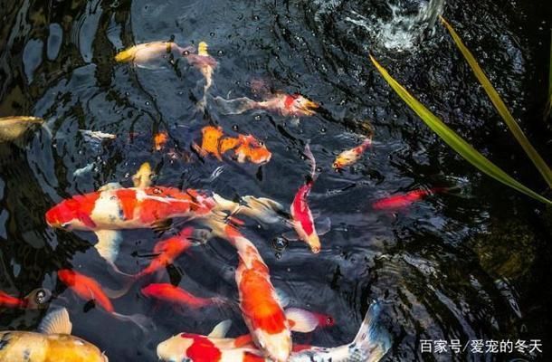 龍魚老是上下來回游動怎么回事：龍魚老是上下來回游動的可能原因及解決方法