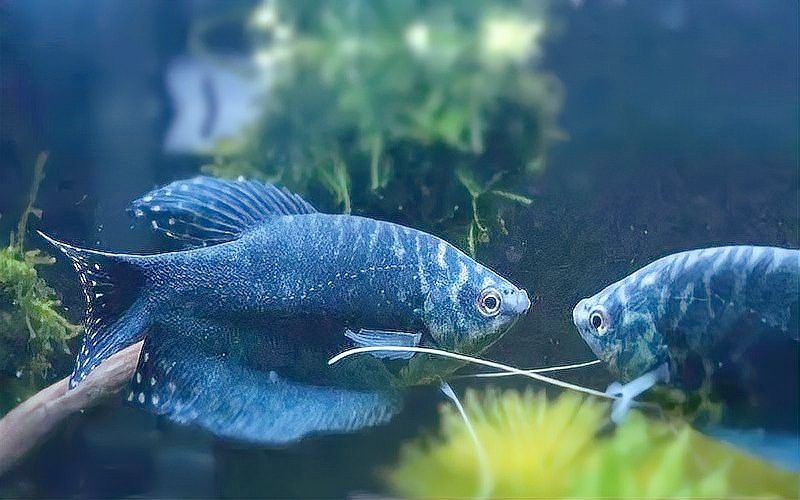 曼龍魚可以用自來水養嗎 曼龍魚可以用自來水養嗎 龍魚百科 第5張