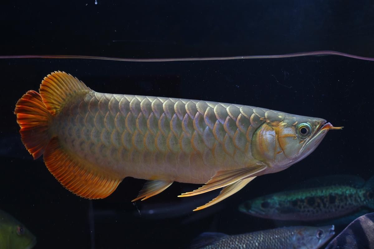 能否提供更多小眾龍魚圖片？