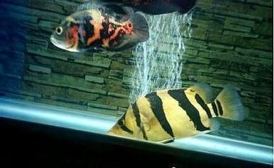 龍魚跟虎魚尺寸怎么搭配好養(yǎng)：龍魚和虎魚的混養(yǎng)需要考慮魚缸尺寸、魚只尺寸及混養(yǎng)比例