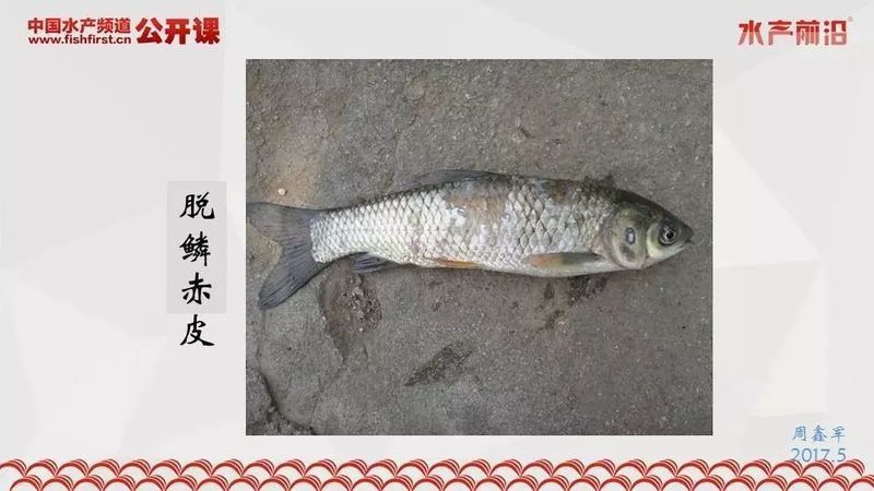如何判斷草魚苗的健康狀況？