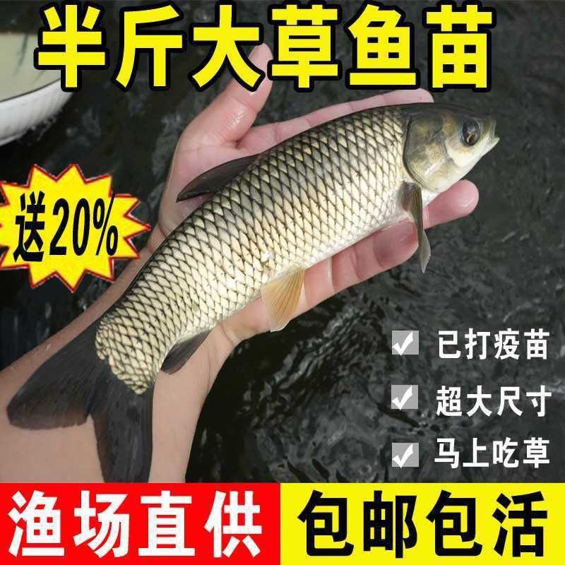 如何判斷草魚苗的健康狀況？