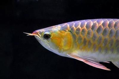 龍魚吃什么增色快一點(diǎn)：關(guān)于龍魚增色食物的一些詳細(xì)信息，龍魚增色效果的觀察方法