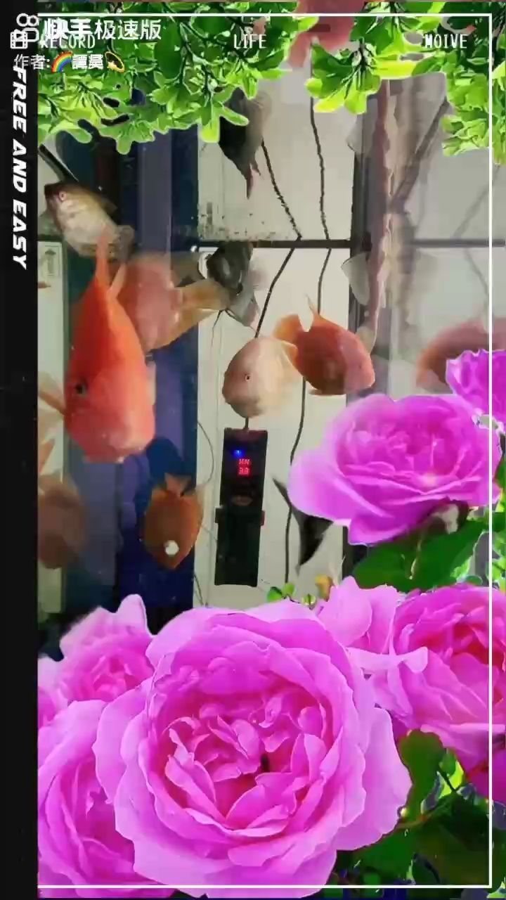 觀賞魚金龍魚可以吃嗎有毒嗎：觀賞魚金龍魚可以食用嗎？