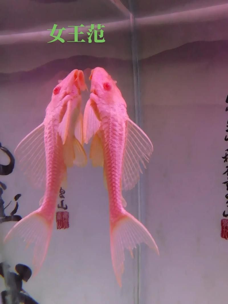 紅龍魚可以和清道夫一起養嗎