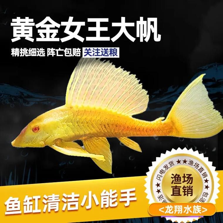 紅龍魚可以和清道夫一起養嗎