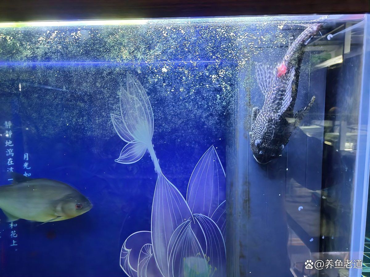 紅龍魚可以和清道夫一起養嗎