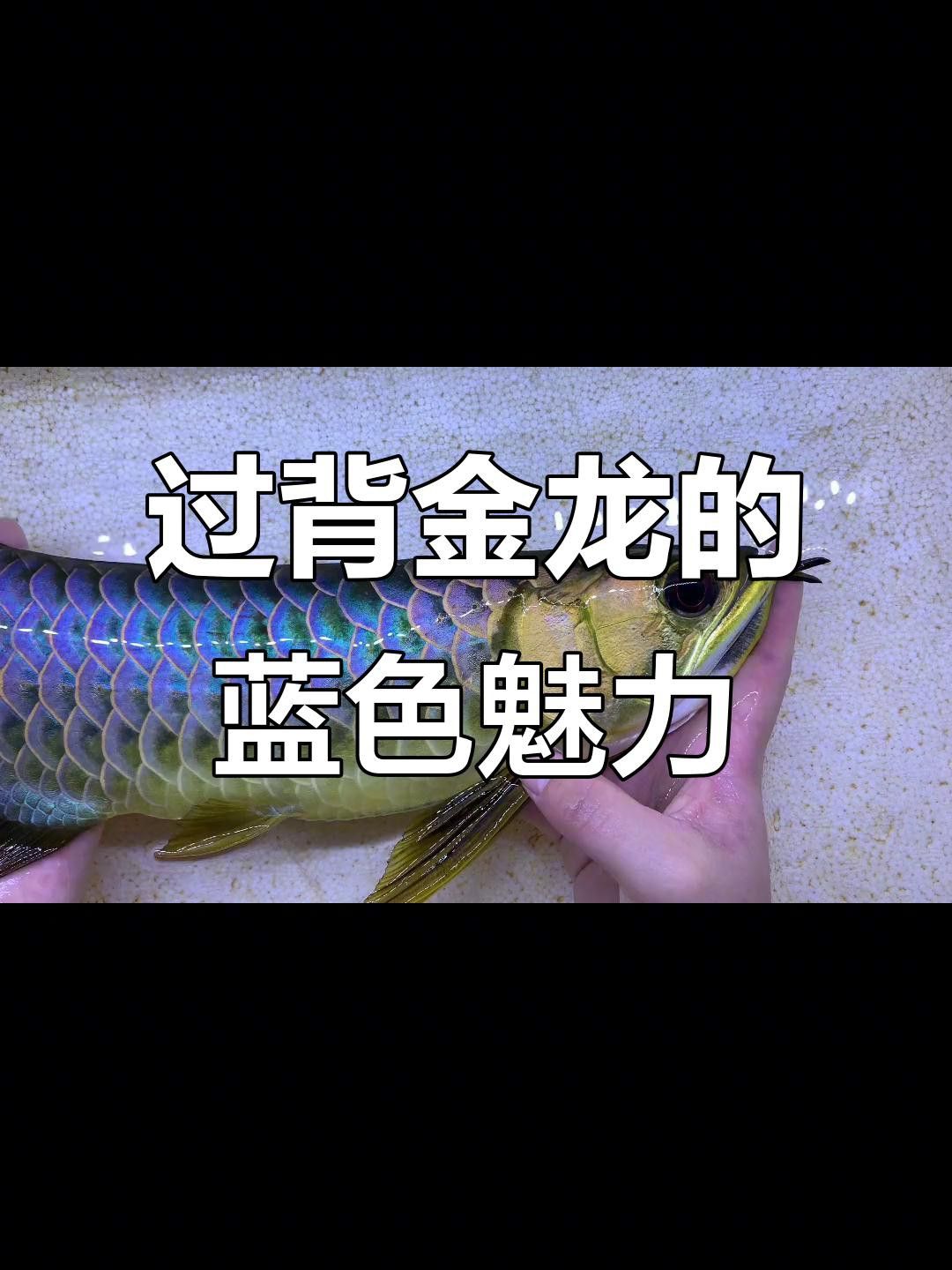 藍底過背金龍魚的市場需求如何？