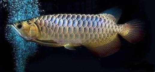 金龍魚成年要多久喂一次飼料：金龍魚的喂食頻率是多久一次金龍魚多久喂一次比較好