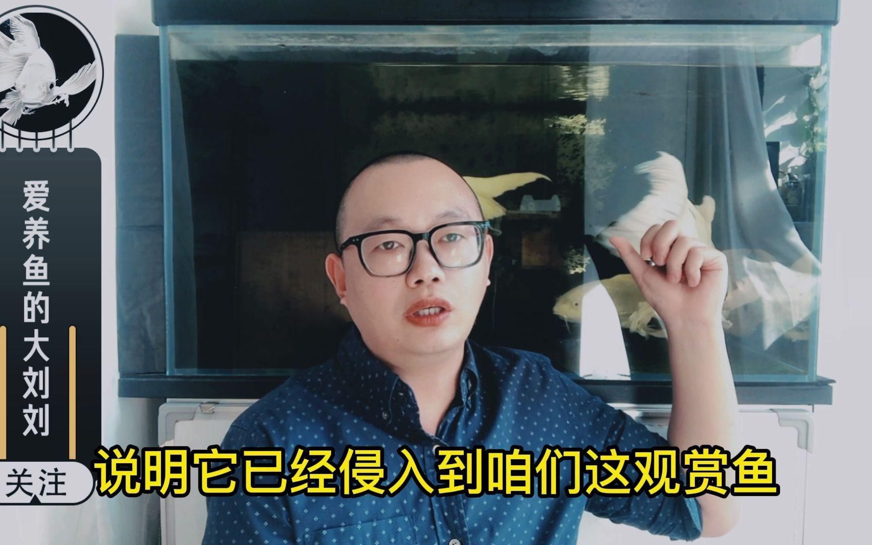 如何判斷魚爛鰭爛尾的嚴重程度？