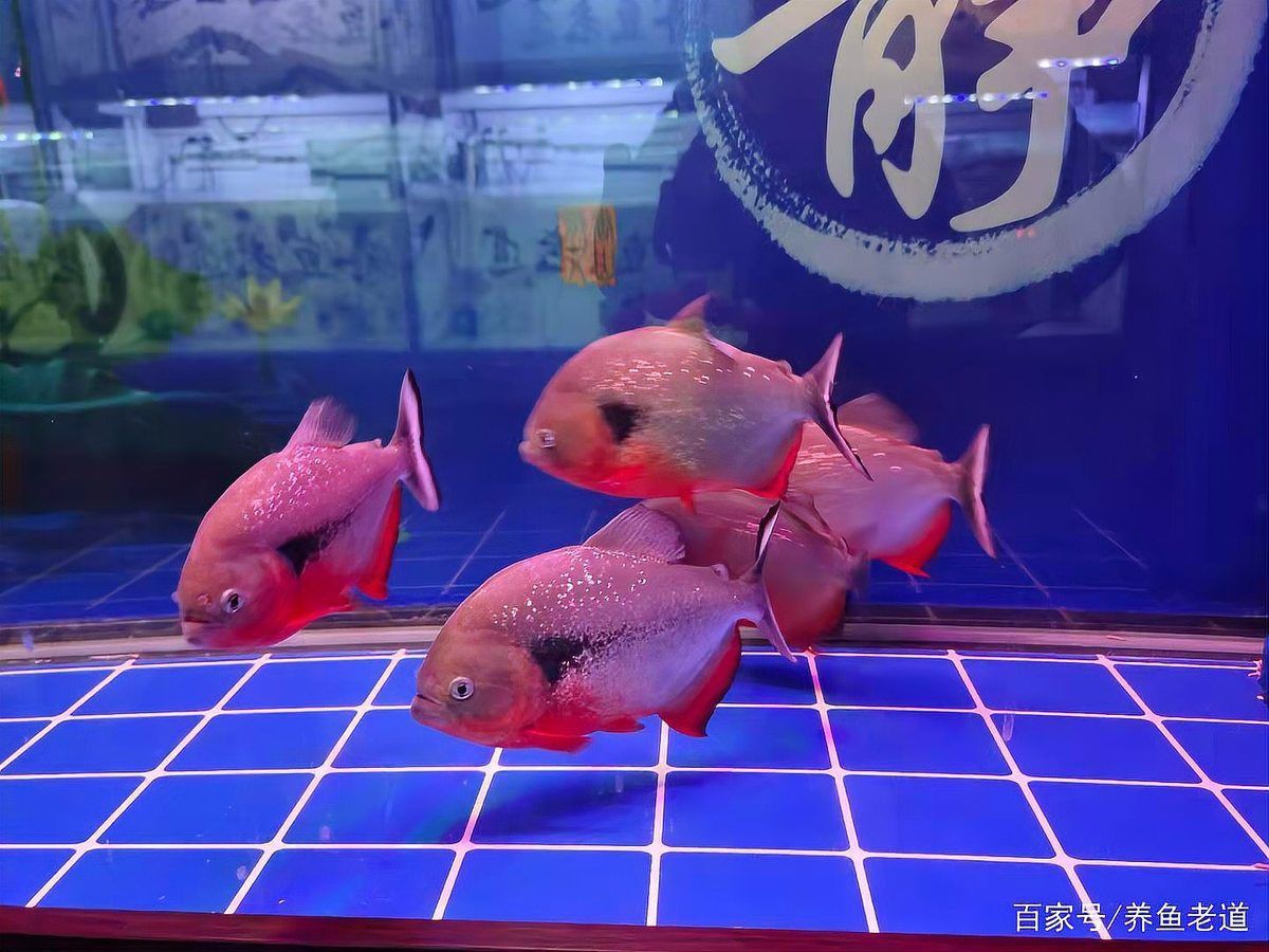 魚炸鱗會傳染給其他魚嗎？