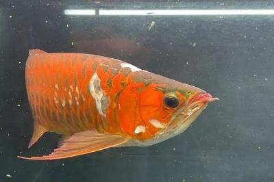龍魚水溫23度可以嗎：龍魚水溫調節技巧分享不同品種龍魚水溫調節技巧分享