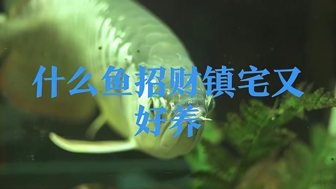 哪些風水魚品種最適合初學者？