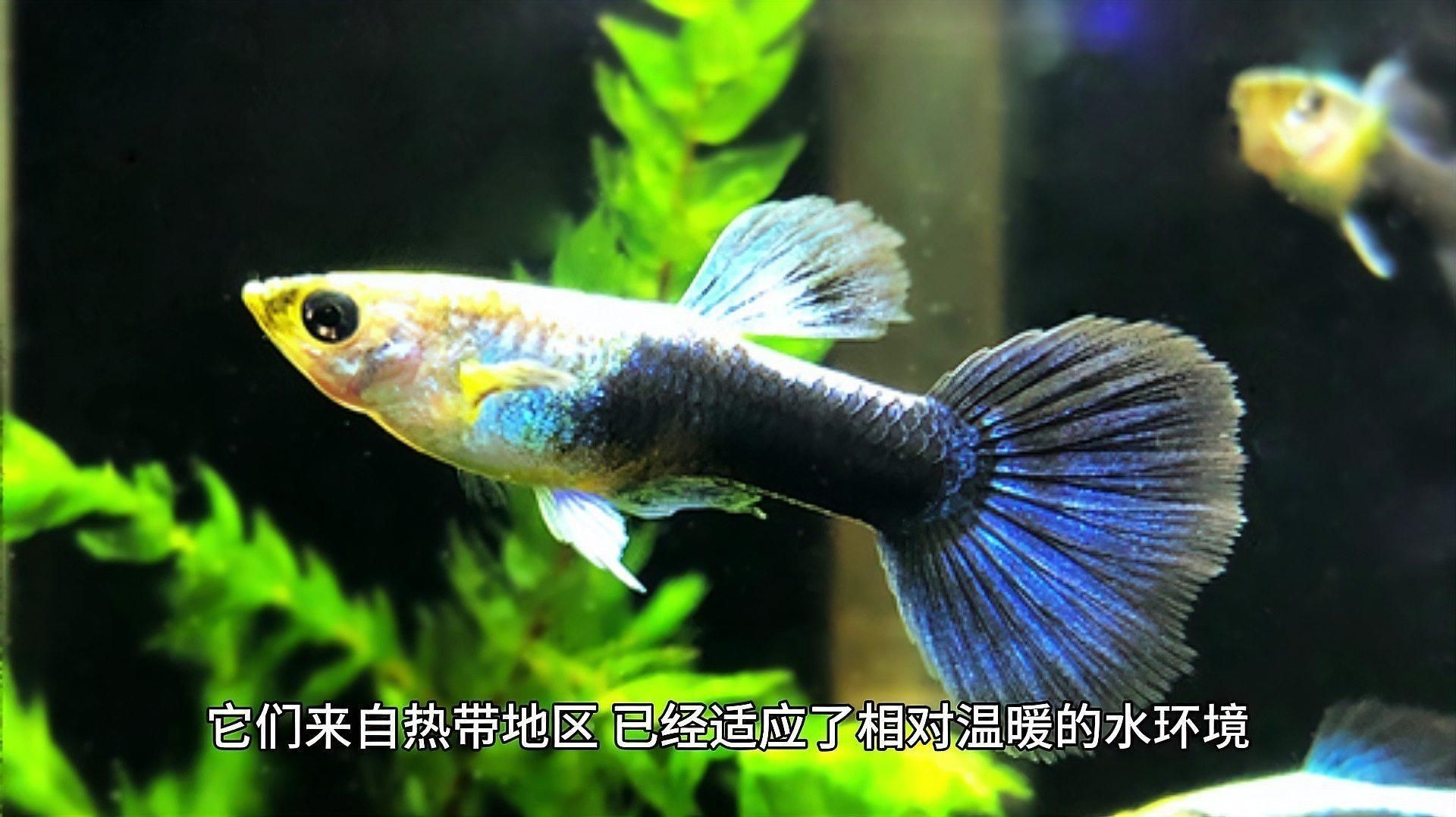 孔雀魚在0—5度水能活嗎
