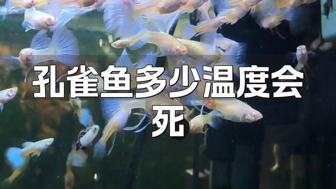 孔雀魚在0—5度水能活嗎