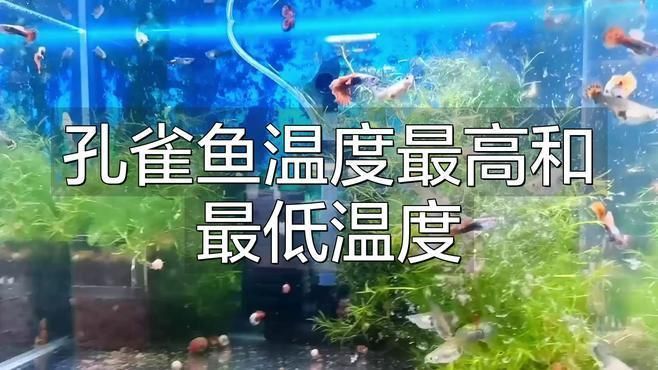孔雀魚在0—5度水能活嗎