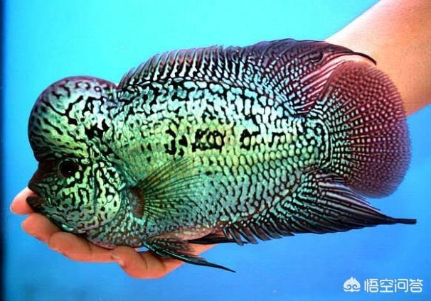 綠底紅龍魚魚鱗綠色好么紅龍魚鱗綠色好么：紅龍魚魚鱗綠色好么