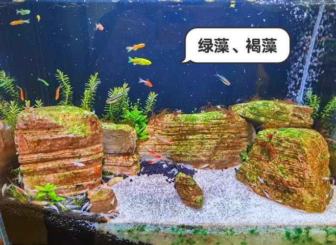 有哪些清潔劑適合魚(yú)化龍擺件？