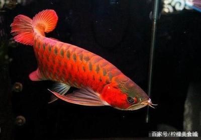 中國最貴龍魚排名前十（世界最貴的觀賞魚排名前十名血紅龍上榜，血紅龍上榜）