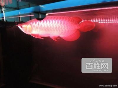 深圳紅龍魚臨時存放多久可以賣，深圳紅龍魚臨時存放多久可以賣查詢當前無法直接提供具體信息