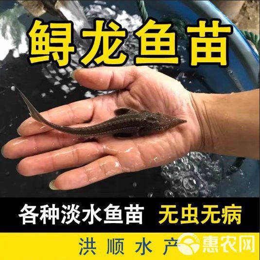 西安龍魚苗批發市場在哪里有賣的