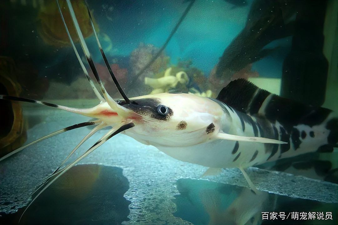 奶牛鯰魚