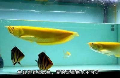 養(yǎng)銀龍魚的十大禁忌