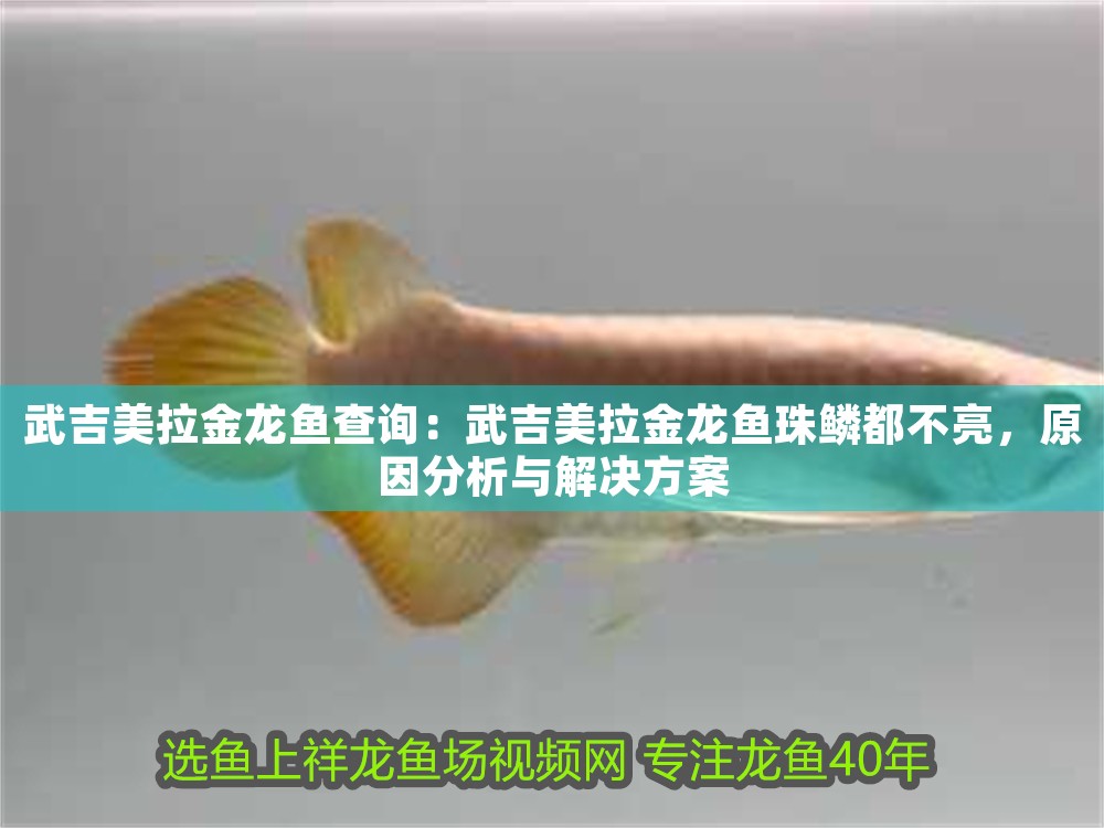 武吉美拉金龍魚查詢：武吉美拉金龍魚珠鱗都不亮，原因分析與解決方案