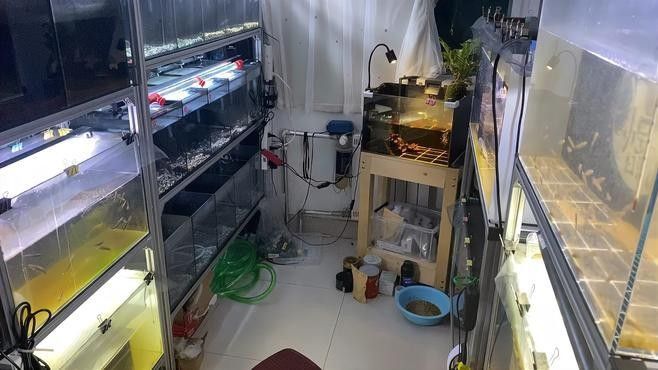 雷龍魚多大能分公母